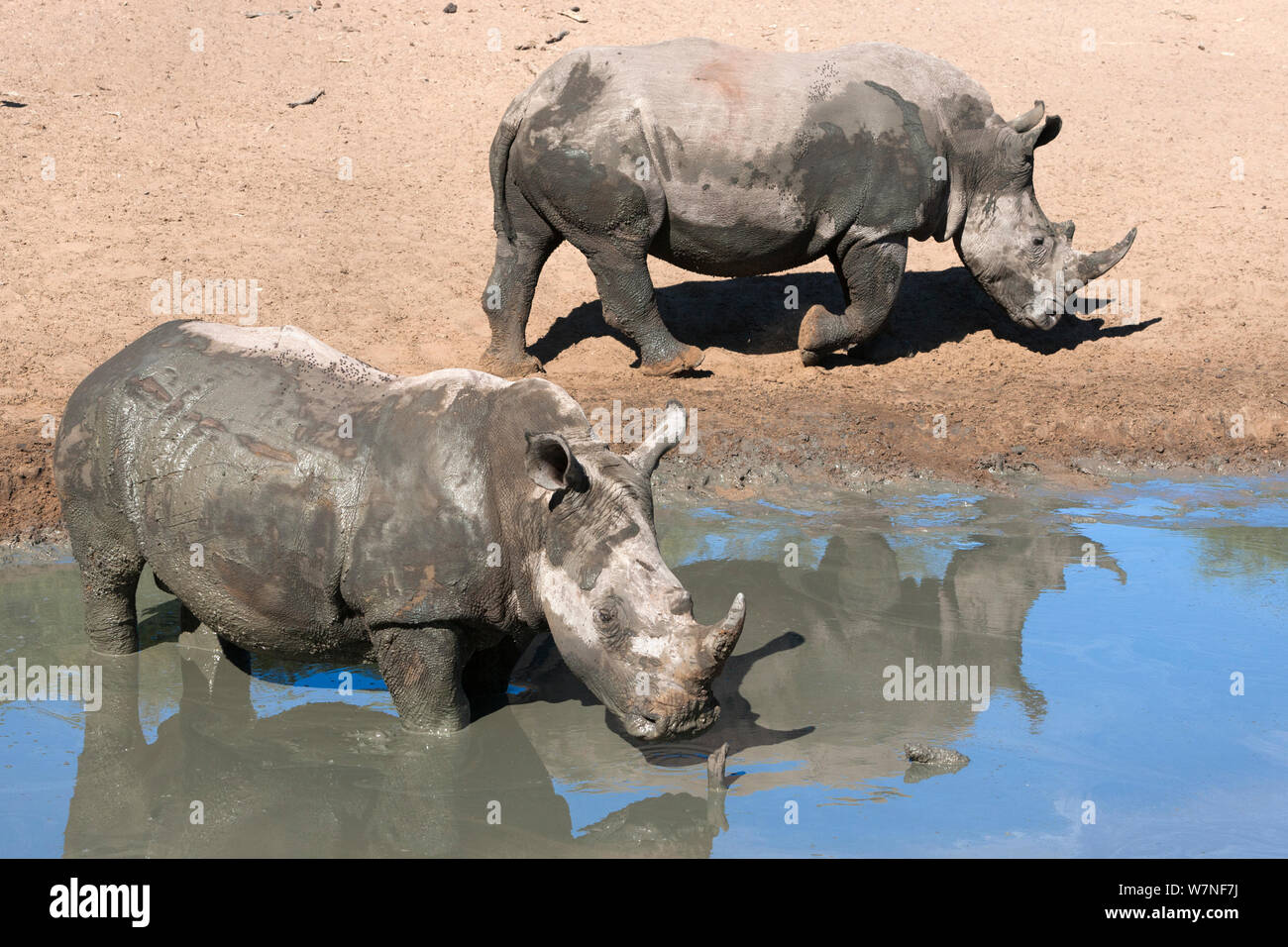 Rinoceronte bianco (Ceratotherium simum) due a waterhole, Mkhuze Game Reserve, Kwazulu Natal, Sud Africa Foto Stock