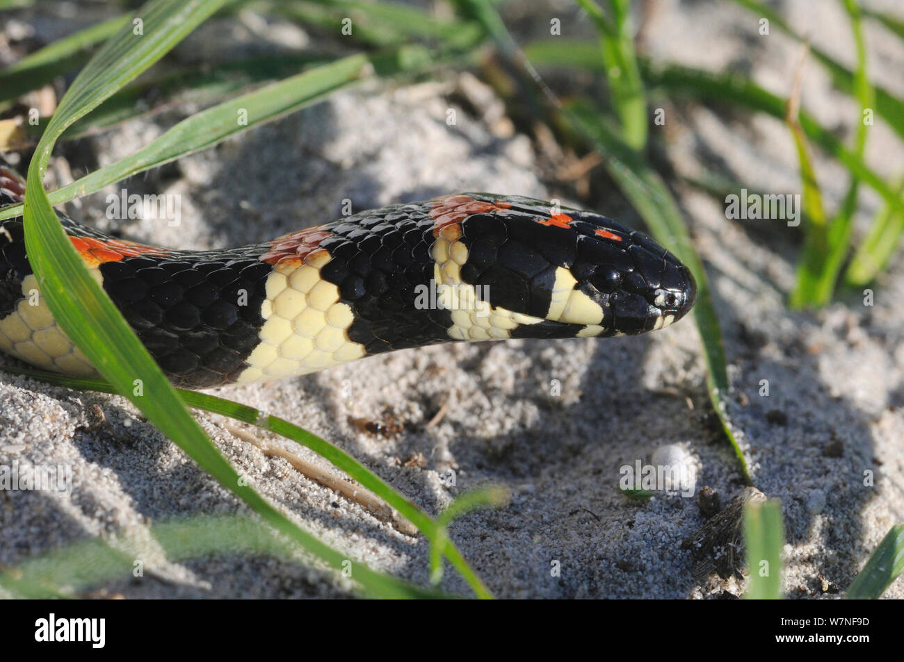 Avvistato Harlequin Snake (Aspidelaps / Homoroselaps lacteus) DeHoop riserva naturale. Western Cape, Sud Africa Foto Stock