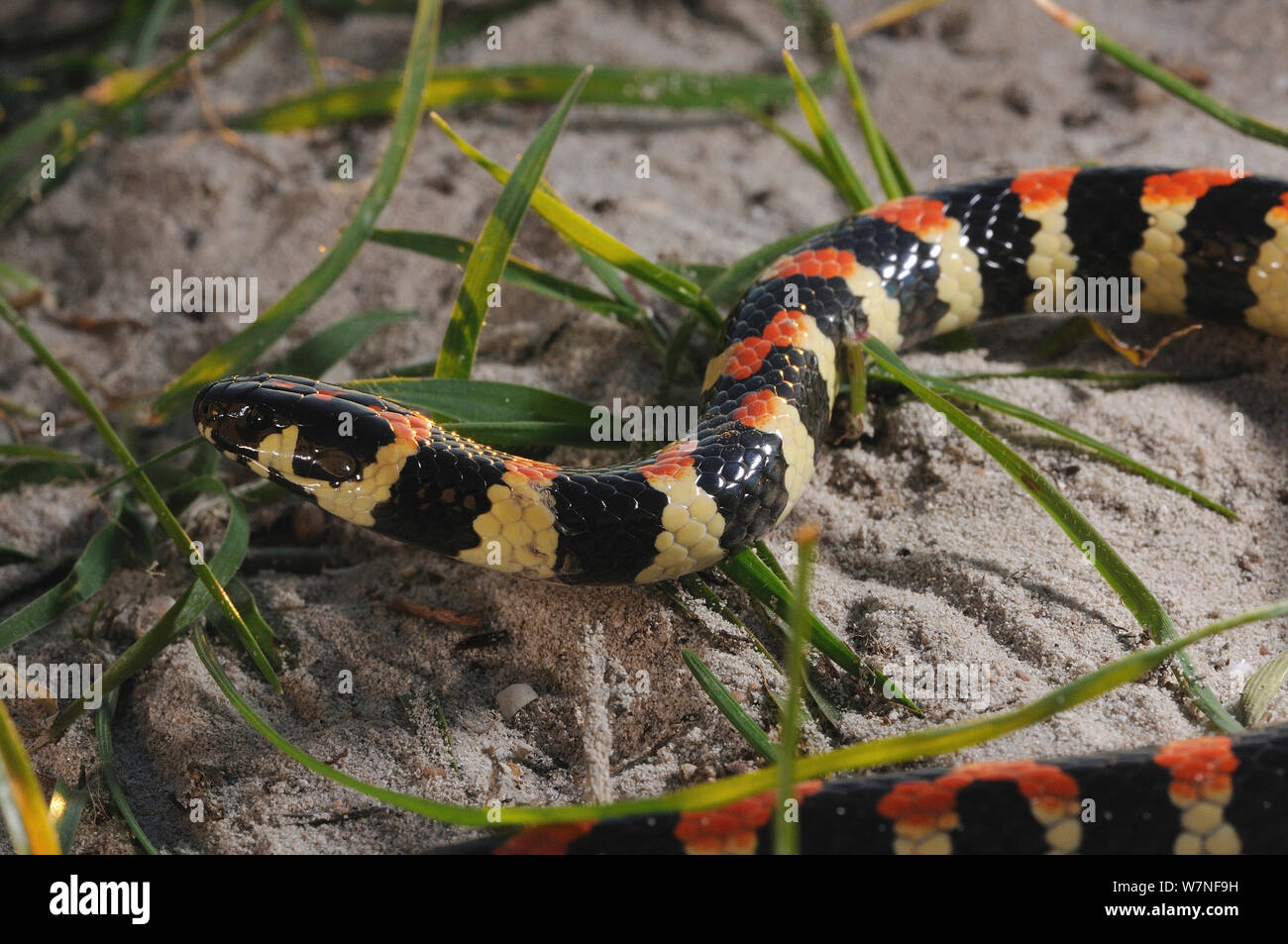 Avvistato harlequin Snake (Homoroselaps / Aspidelaps lacteus) deHoop Nat res. Western Cape, Sud Africa Foto Stock