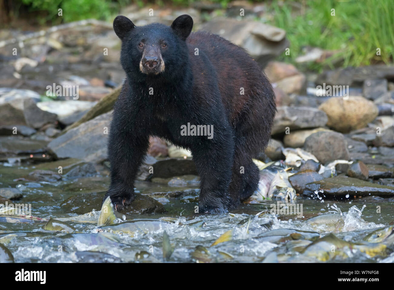 Black Bear (Ursus americanus) ha la scelta di quale cane Salmoni (Oncorhynchus keta) di agguantare durante la loro esecuzione annuale. Neets Bay, Alaska sul passaggio di entroterra, USA, luglio Foto Stock