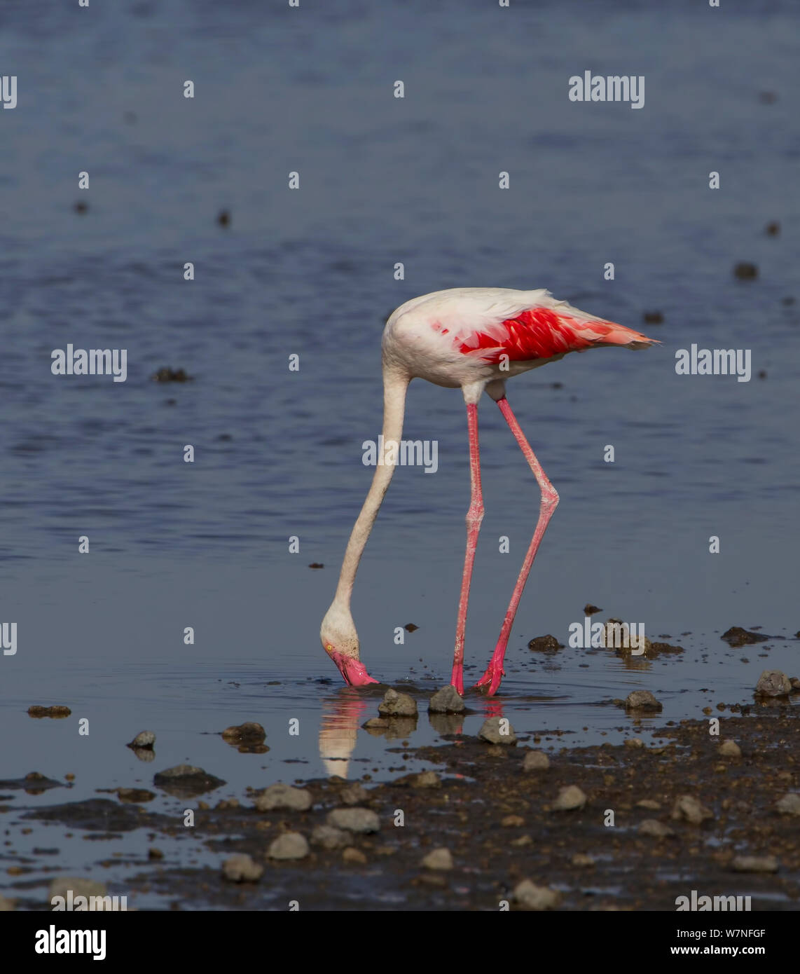 Fenicottero maggiore (Phoenicopterus roseus) filtro alimentazione nel lago Ndutu, Serengeti National Park side, Tanzania, East Africa Febbraio. Foto Stock