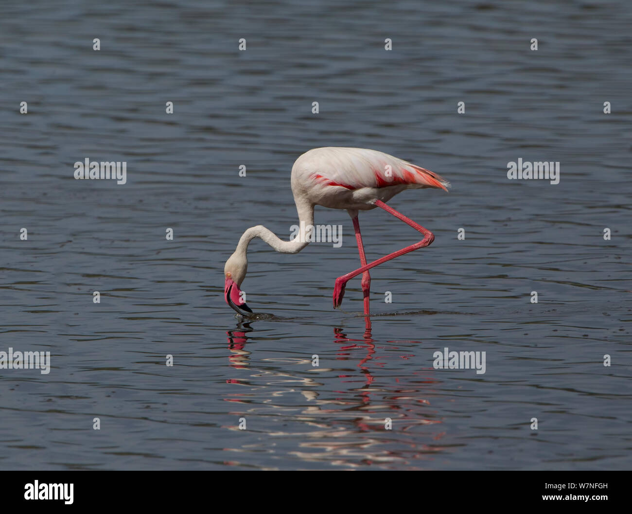 Fenicottero maggiore (Phoenicopterus roseus) filtro alimentazione nel lago Ndutu, Serengeti National Park side, Tanzania, East Africa Febbraio. Foto Stock