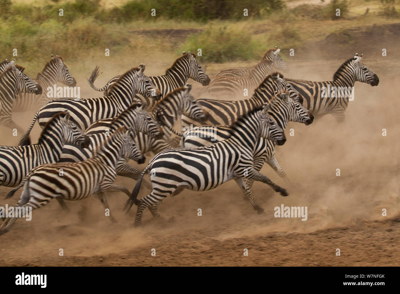 Le pianure zebra (Equus quagga) scatter dopo essere stato a razze a waterhole, Serengeti National Park, Tanzania Foto Stock