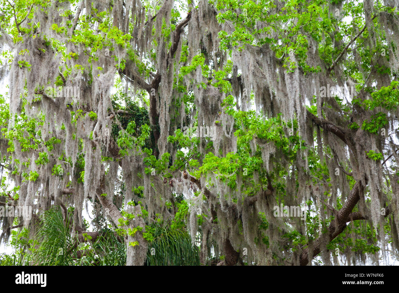 Tettoia di mangrovie coperte di muschio Spagnolo Everglades National Park, Florida, Stati Uniti d'America, febbraio. Foto Stock