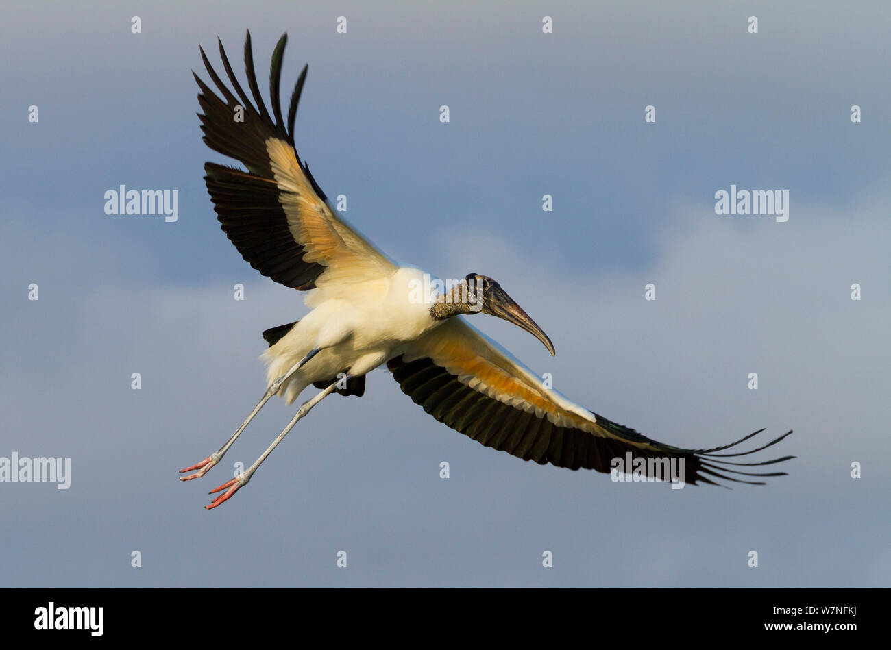 American Wood Stork (Mycteria americana) in volo. Parco nazionale delle Everglades, Florida, Stati Uniti d'America, febbraio. Foto Stock