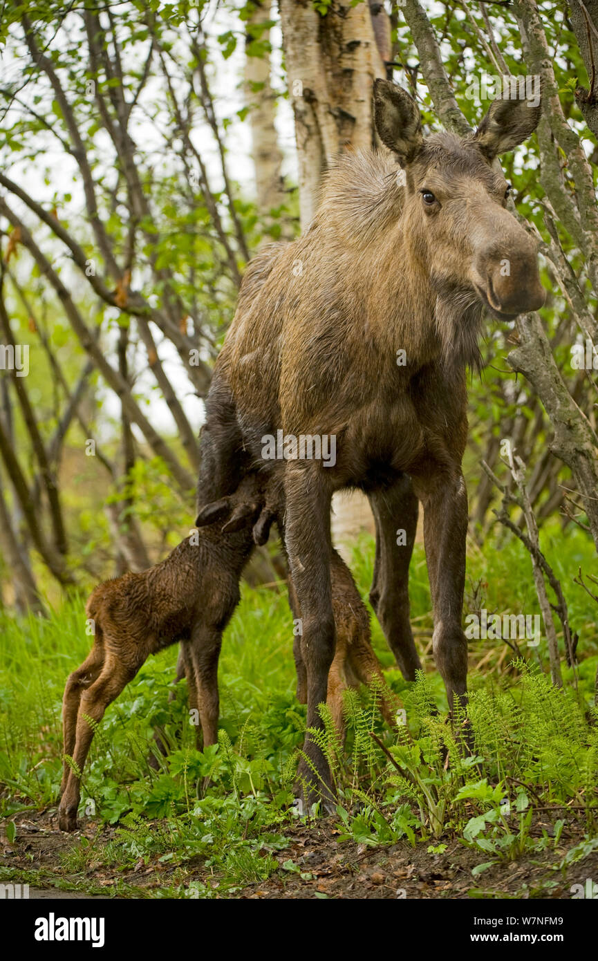 Alci (Alces alces) mucca allattamento vitelli neonati nella primavera del bosco. Tony Knowles il sentiero costiero, Anchorage, sud-centrale di Alaska, maggio. Foto Stock