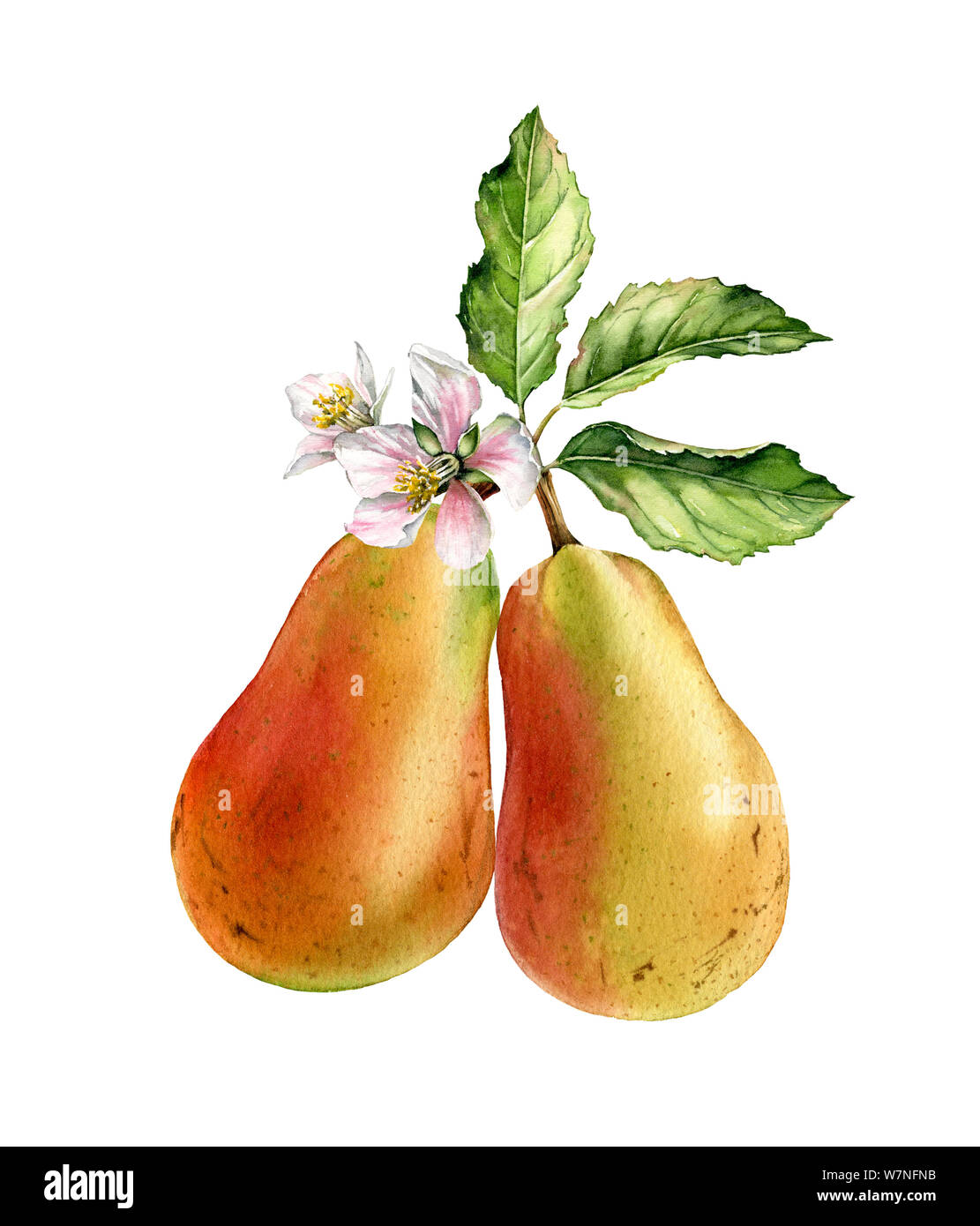 Due pere ramo di albero sbocciano i fiori bianchi realistico acquerello botanico illustrazione con fiori, frutta, foglie. Ripe juicy cibo esotico golden Foto Stock