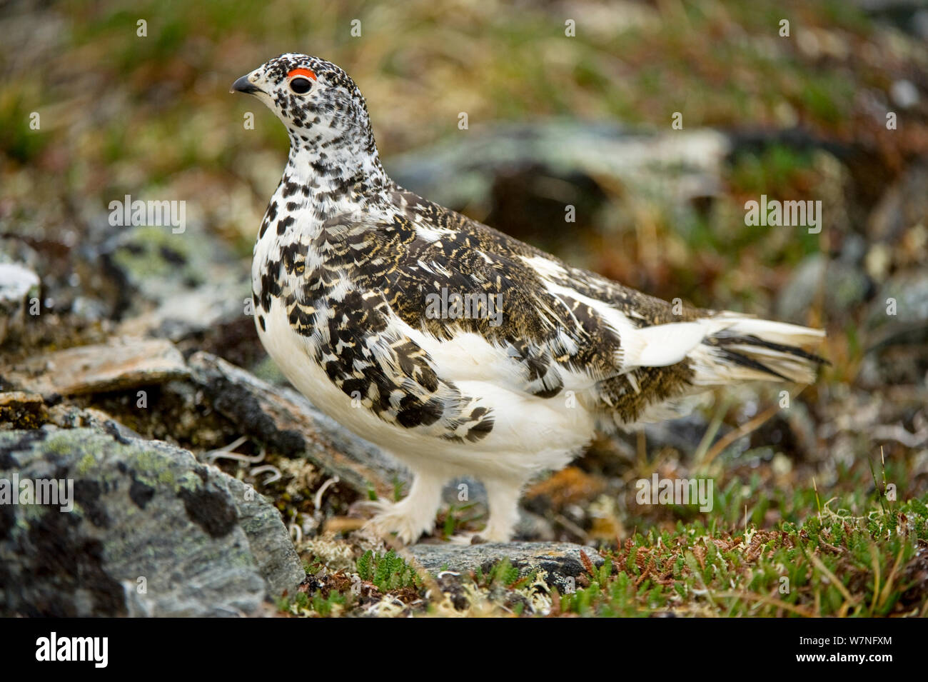 Pernice bianca (Lagopus mutus) maschio adulto, modifica dal piumaggio bianco invernale di estate marrone. Primrose Ridge, Mount Margaret, Parco Nazionale di Denali, interno dell Alaska, Giugno. Foto Stock