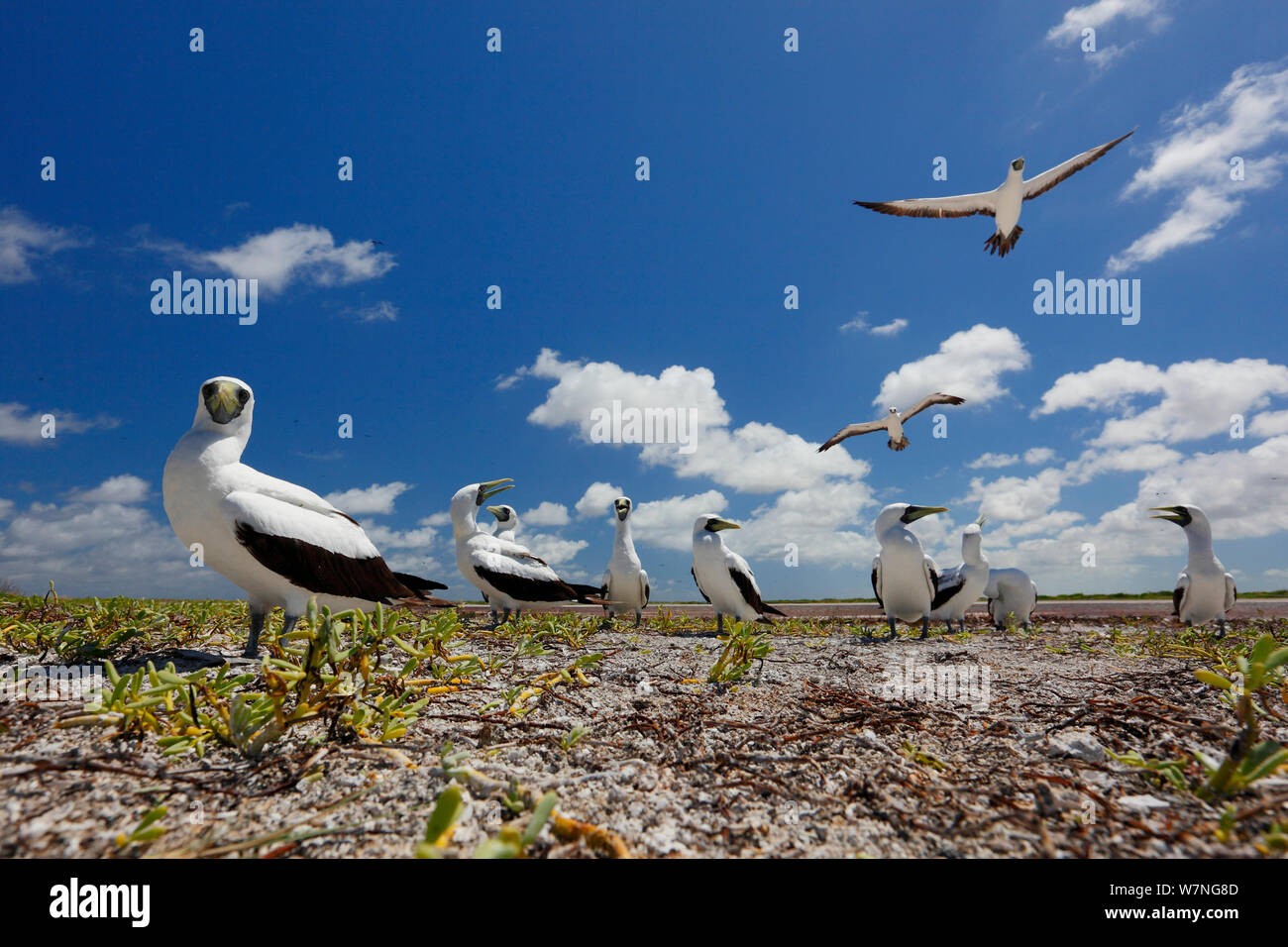 Masked booby (Sula dactylatra) alcuni sorvolano altri sul terreno, l'isola di Christmas, Oceano Indiano, Luglio Foto Stock