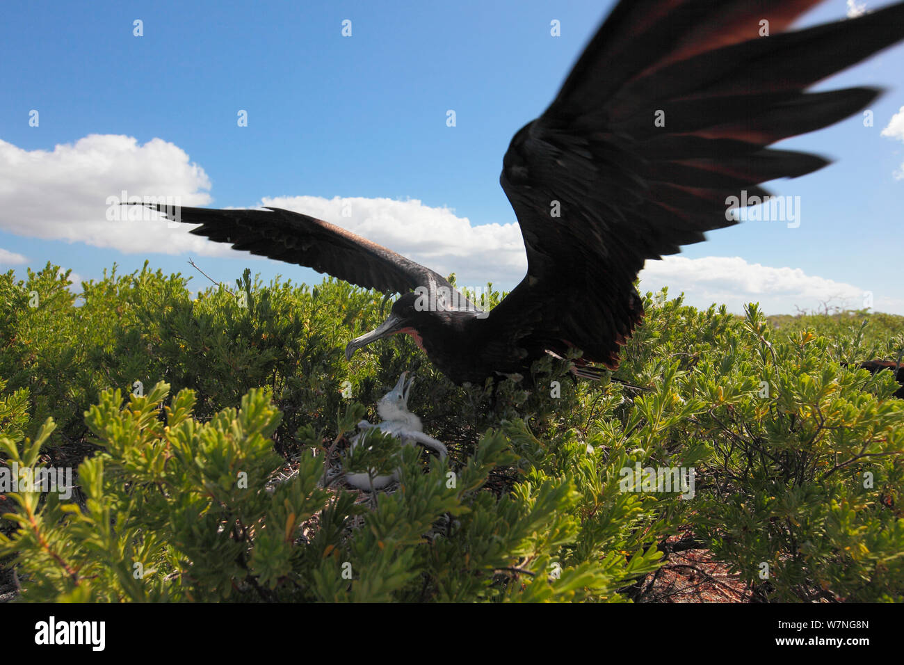 Lesser frigatebird (Fregata ariel) genitore arrivando al pulcino al nido, Isola di Natale, Oceano Indiano, Luglio Foto Stock