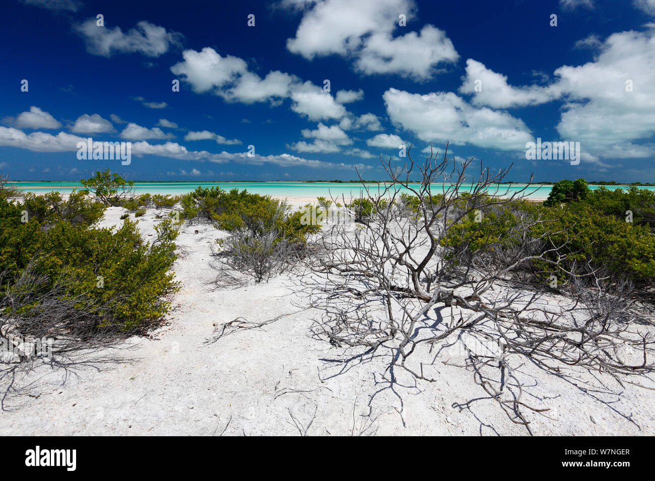 Macchia ideale per la nidificazione degli uccelli lungo la costa di Isola di Natale, Luglio 2008 Foto Stock