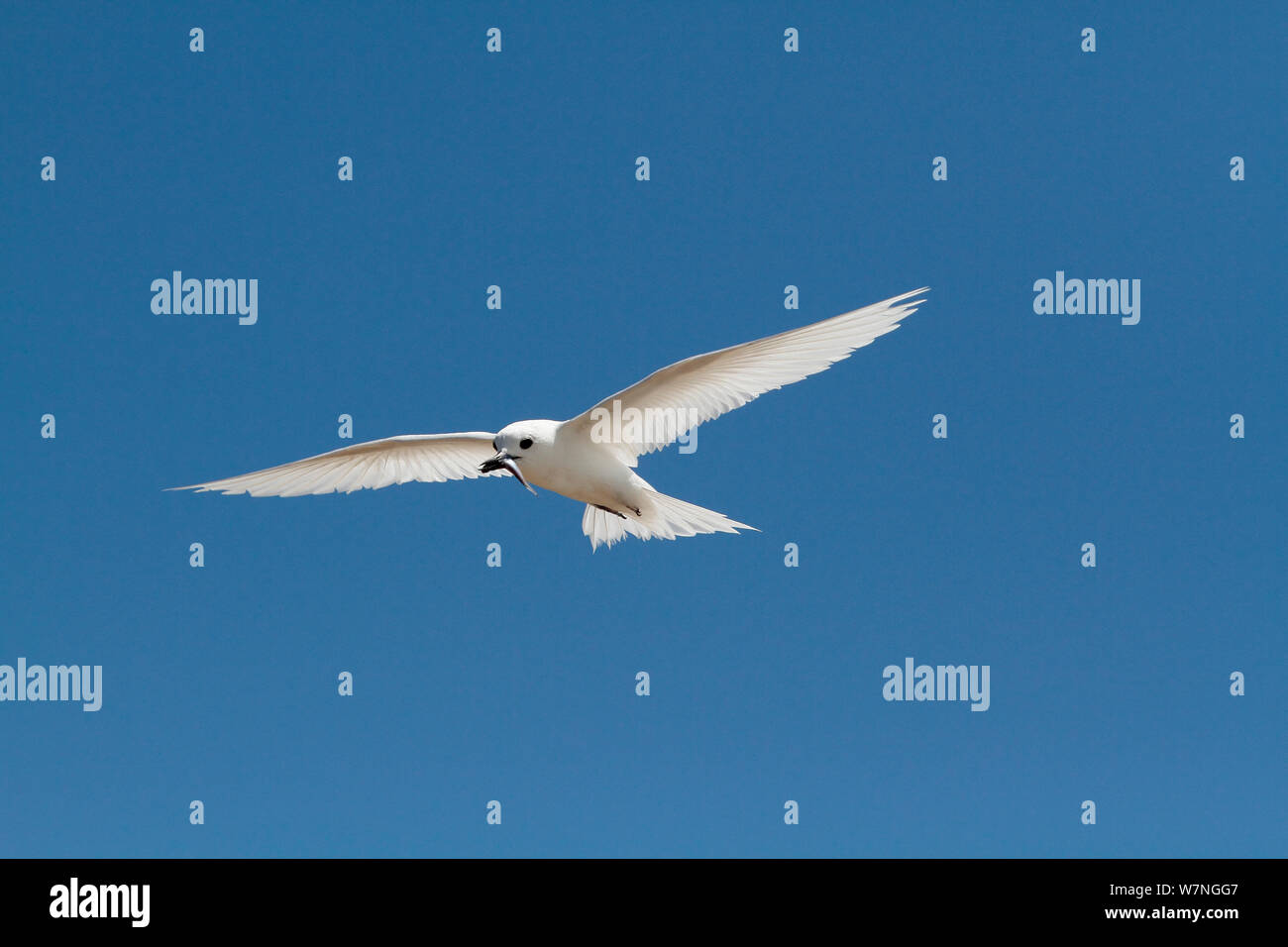 Bianco (tern Gygis alba) in volo, Isola Christmas, Oceano Indiano, Luglio Foto Stock