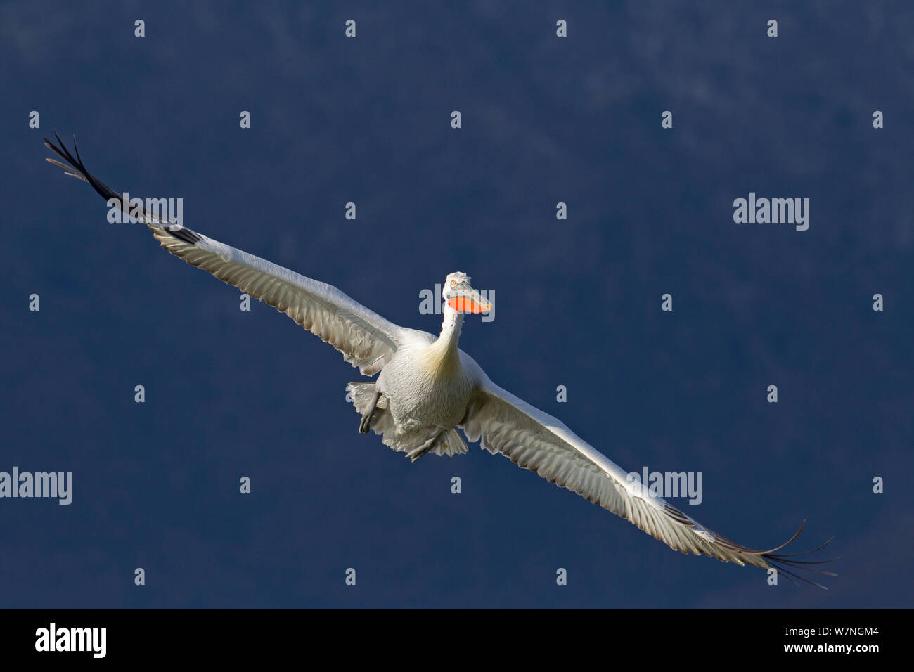 Pellicano dalmata (Pelecanus crispus) in volo, il lago di Kerkini, Grecia, Marzo Foto Stock