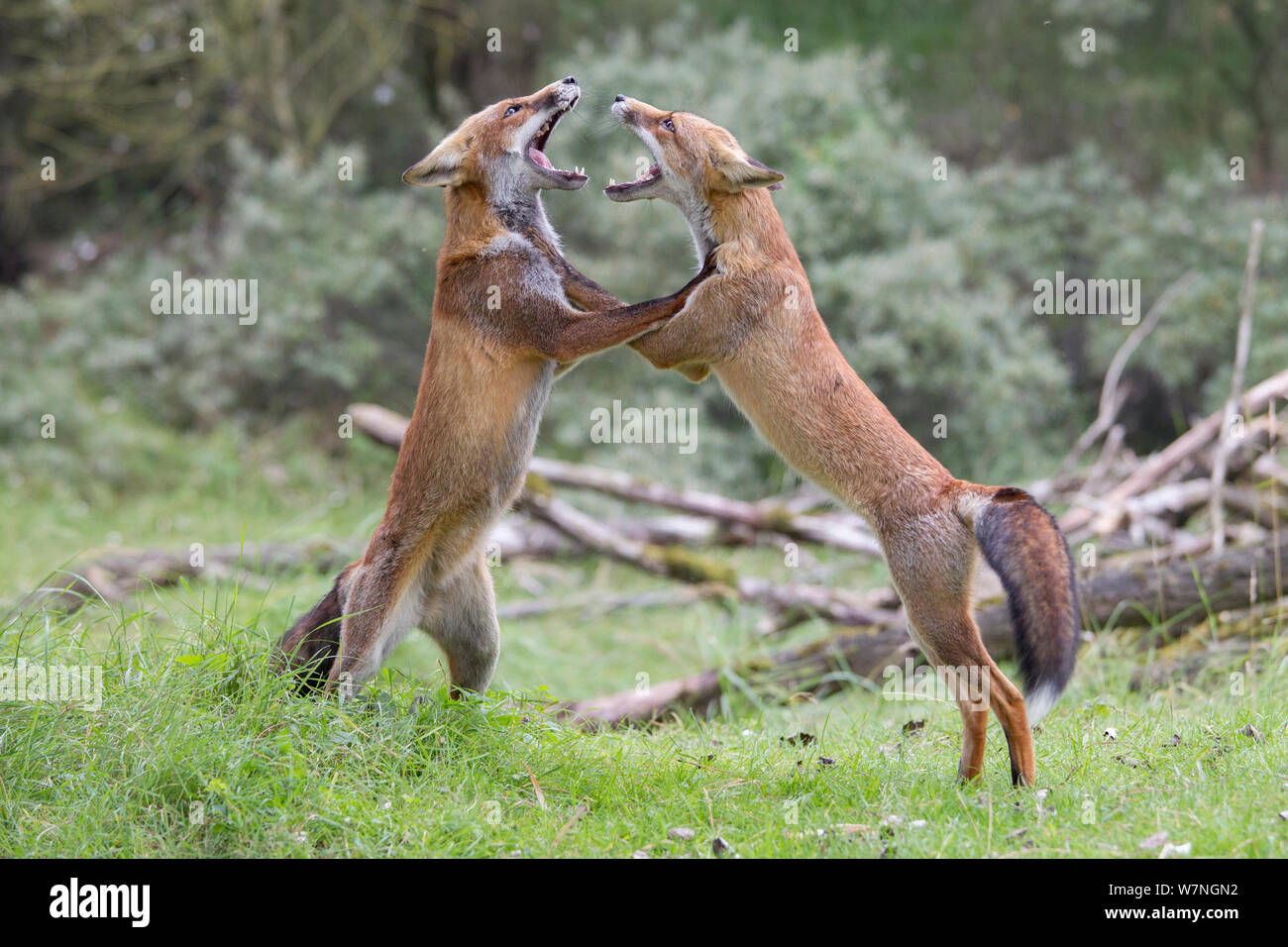 La volpe rossa (Vulpes vulpes vulpes) due scontri, probabilmente oltre il territorio dei Paesi Bassi, Agosto Foto Stock