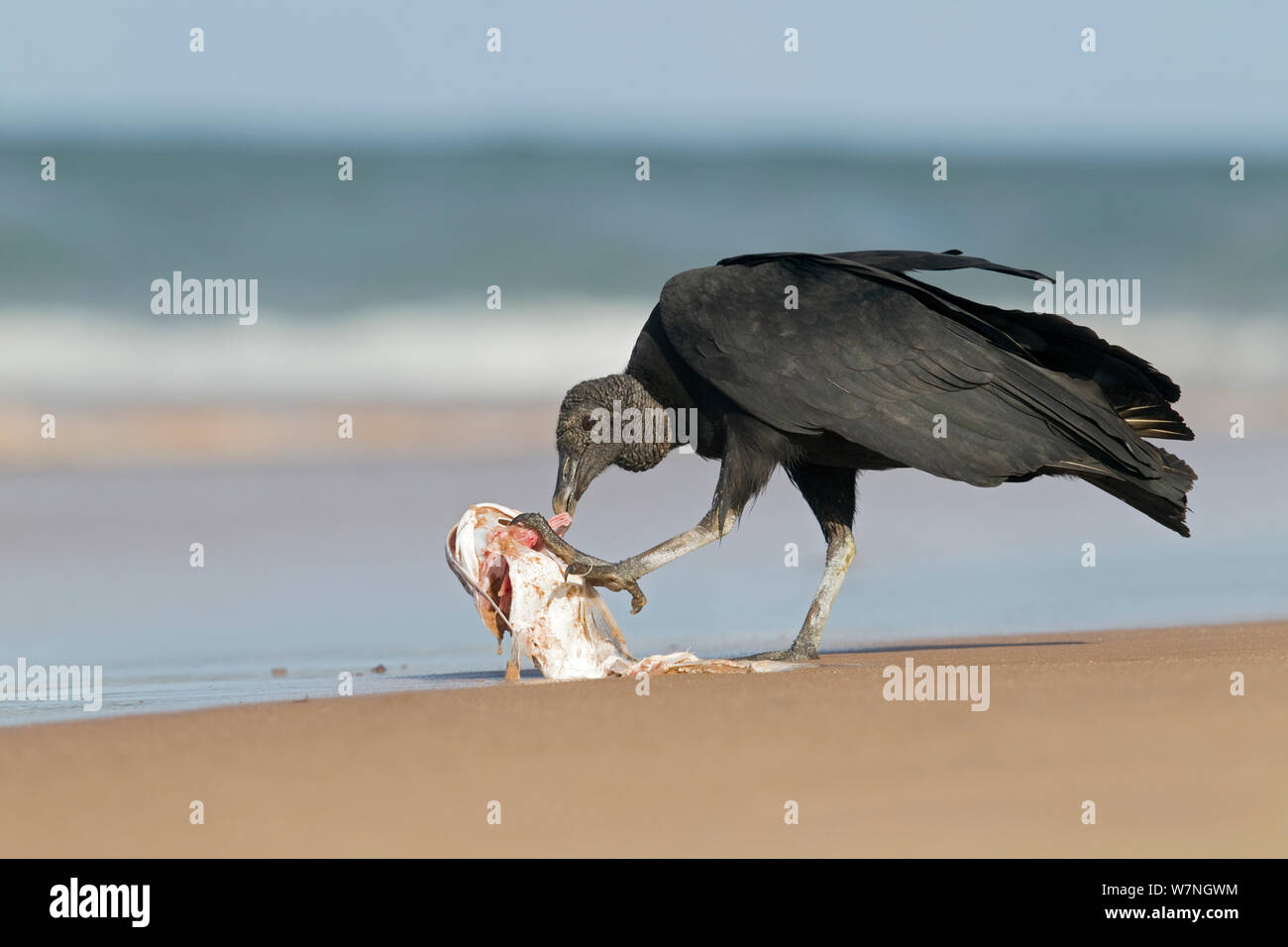 Avvoltoio nero (Coragyps atratus) lavaggio pesce morto sulla spiaggia, Marao penisola, Bahia, Brasile Foto Stock