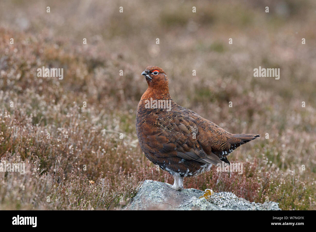 Red Grouse (Lagopus lagopus scoticus) maschio in primavera. Deeside, Scozia, Aprile. Foto Stock