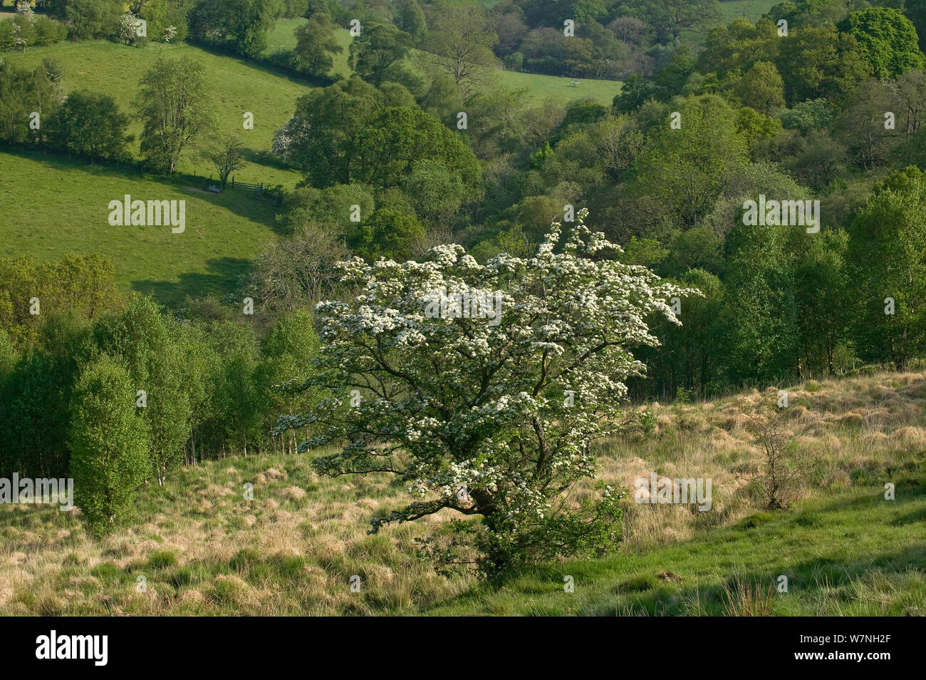 Biancospino in fiore (Cratagus monogyna) nel campo 'Boggy, habitat ideale per la piccola perla confina Fritillary butterfly nelle aree montane Gilfach Riserva Naturale, Radnorshire Wildlife Trust, Powys, Wales, Regno Unito potrebbero Foto Stock