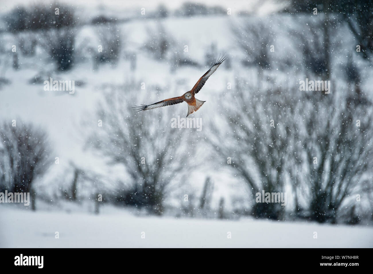Nibbio reale (Milvus milvus) battenti in snow, Rhayader, Galles, 2012. Elogiato, fotografo di paesaggio dell'anno 2012 la concorrenza Foto Stock