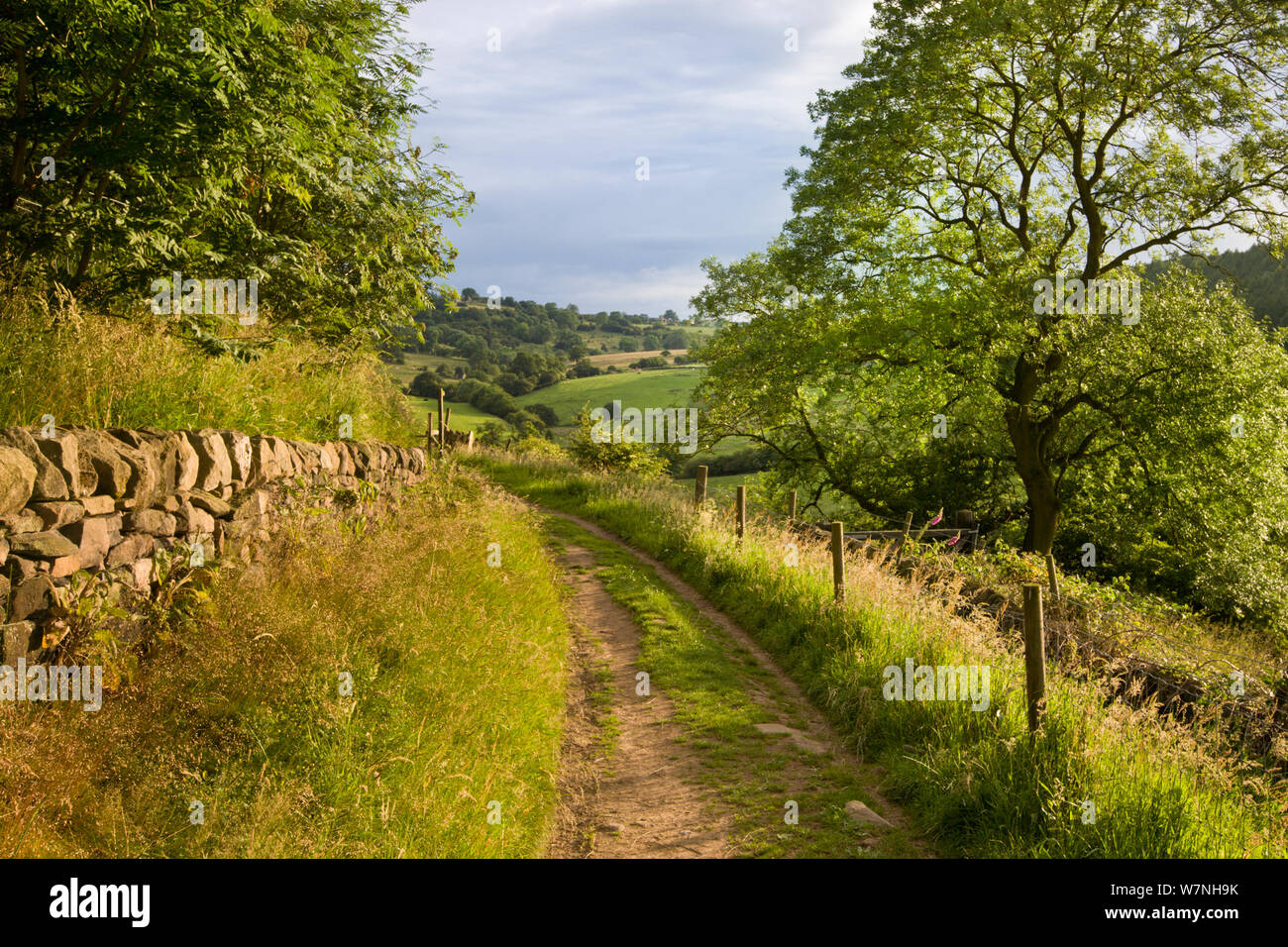 Il frassino (Fraxinus excelsior) nei campi accanto alla pista di fattoria, Birchover, Parco Nazionale di Peak District, Derbyshire, Regno Unito, Luglio Foto Stock