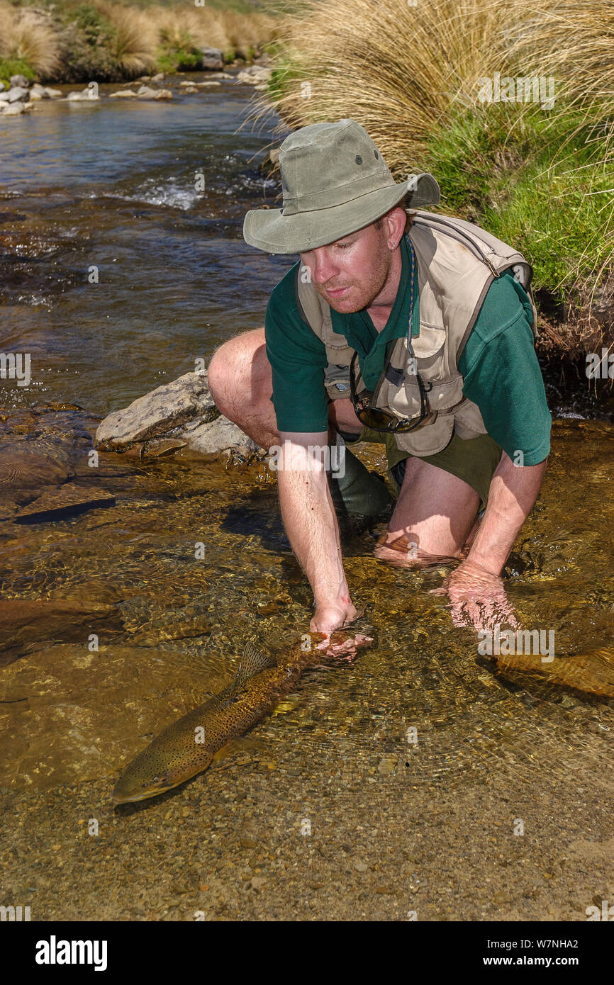 Pescatore a mosca (Michael Watson) la pratica di 'cattura e rilascio". Il rilascio di una grande trota Marrone (Salmo trutta) che è stato catturato in una piccola molla flusso alimentato, North Canterbury, South Island, in Nuova Zelanda, dicembre, 2003. Modello rilasciato. Foto Stock