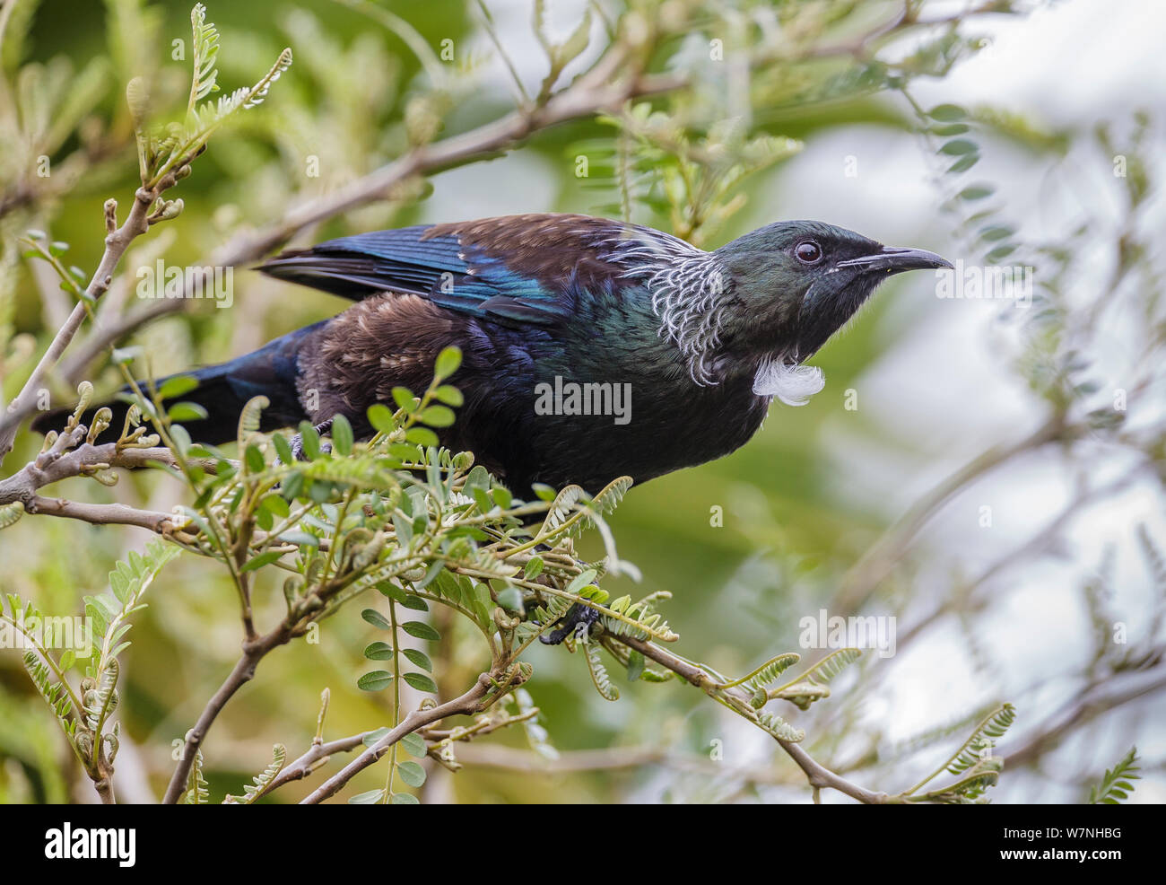 Tui (Prosthemadera novaeseelandiae) arroccato su kowhai tree (Sophora spp.) endemico della Nuova Zelanda. Isola del Sud, l'isola di Stewart. Tiritiri Matangi Island, Golfo di Hauraki, Auckland, Isola del nord, Nuova Zelanda. Settembre. Foto Stock