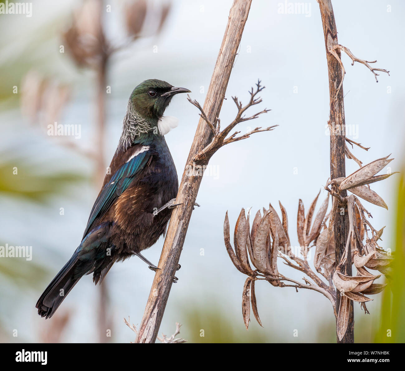 Tui (Prosthemadera novaeseelandiae) endemico della Nuova Zelanda. Tiritiri Matangi Island, Golfo di Hauraki, Auckland, Isola del nord, Nuova Zelanda. Settembre. Foto Stock