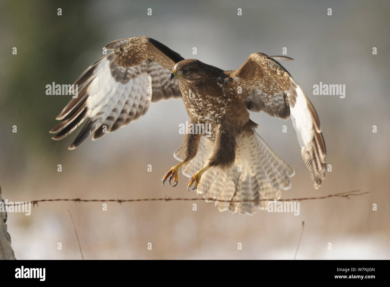 Comune poiana (Buteo buteo) volando sopra la recinzione di filo in inverno, Francia, febbraio Foto Stock