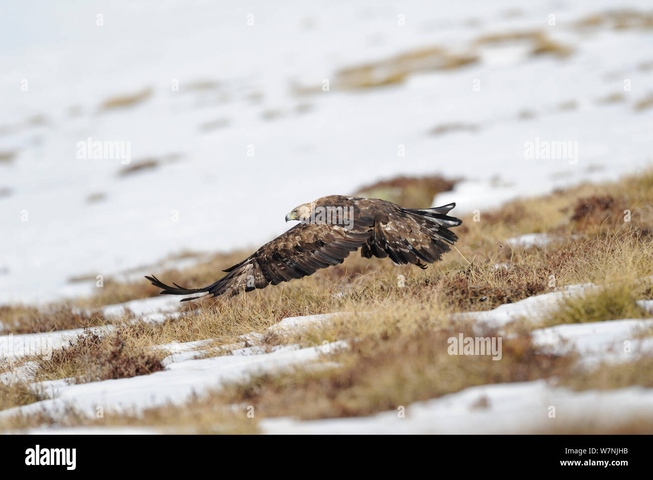 Aquila reale (Aquila chrysaetos) femmina volando sopra la coperta di neve la terra, Pirenei, Francia, Marzo Foto Stock