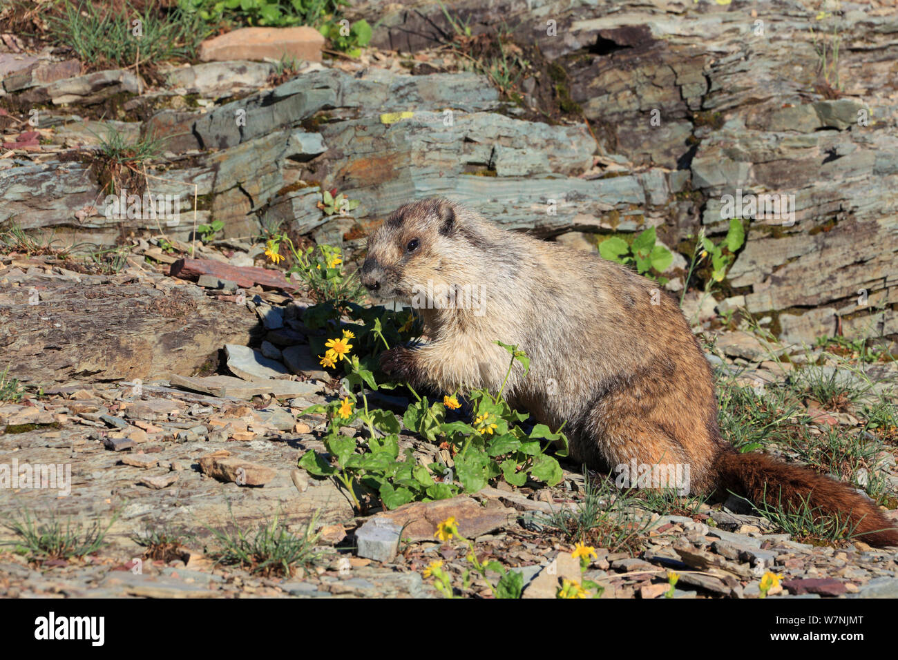 Annoso marmotta (Marmota caligata) mangiare fiori, Glacier NP, Montana, USA Foto Stock