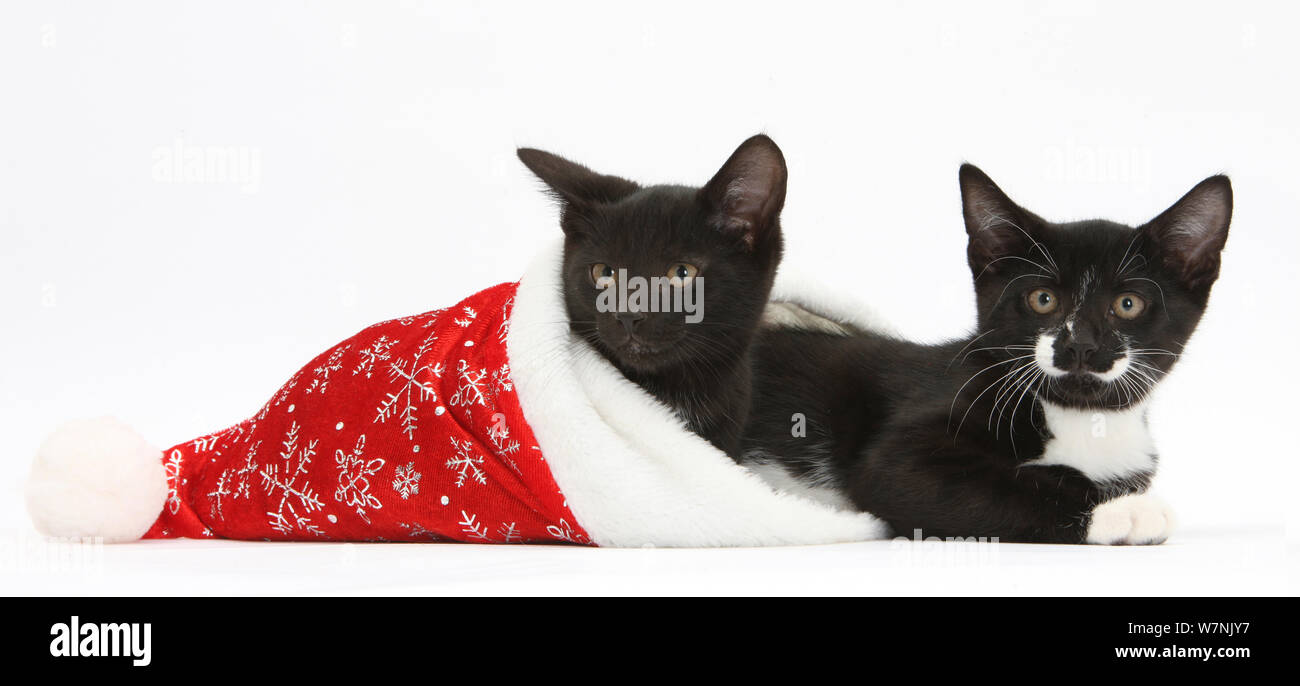 In bianco e nero e bianco e nero gattini, Buxie e Tuxie, 10 settimane in un Babbo Natale hat. Foto Stock