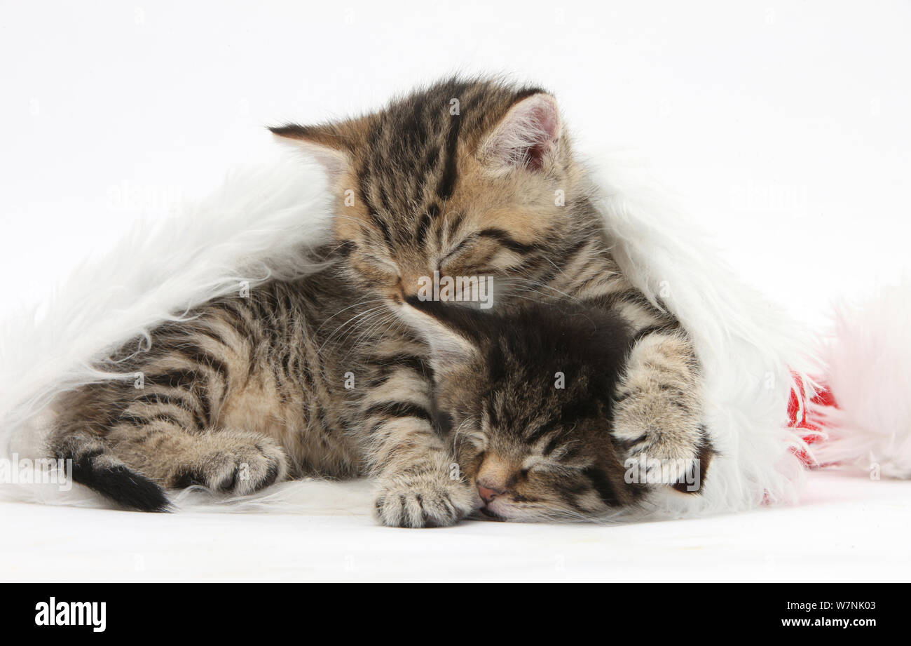 Carino tabby gattini, Stanley e Fosset, 5 settimane, dormendo in un Babbo Natale hat. Foto Stock