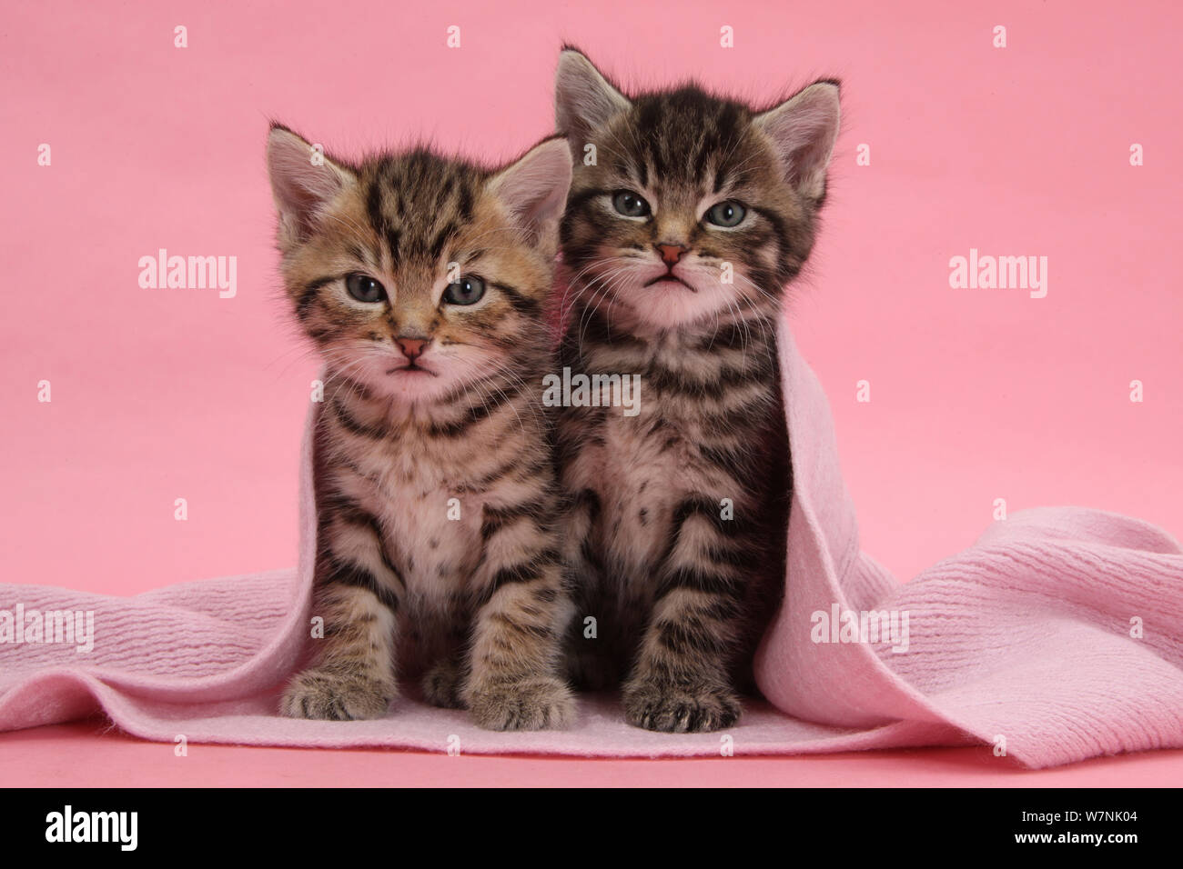 Tabby gattini, Stanley e Fosset, 6 settimane, sotto una sciarpa rosa. Foto Stock