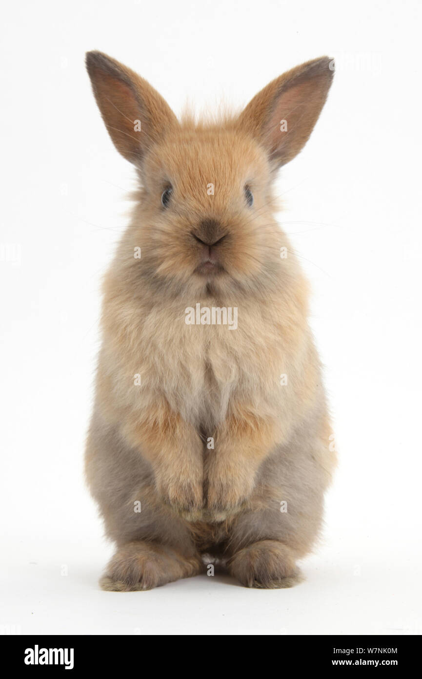 Baby croce Lionhead rabbit Lop, in piedi. Foto Stock