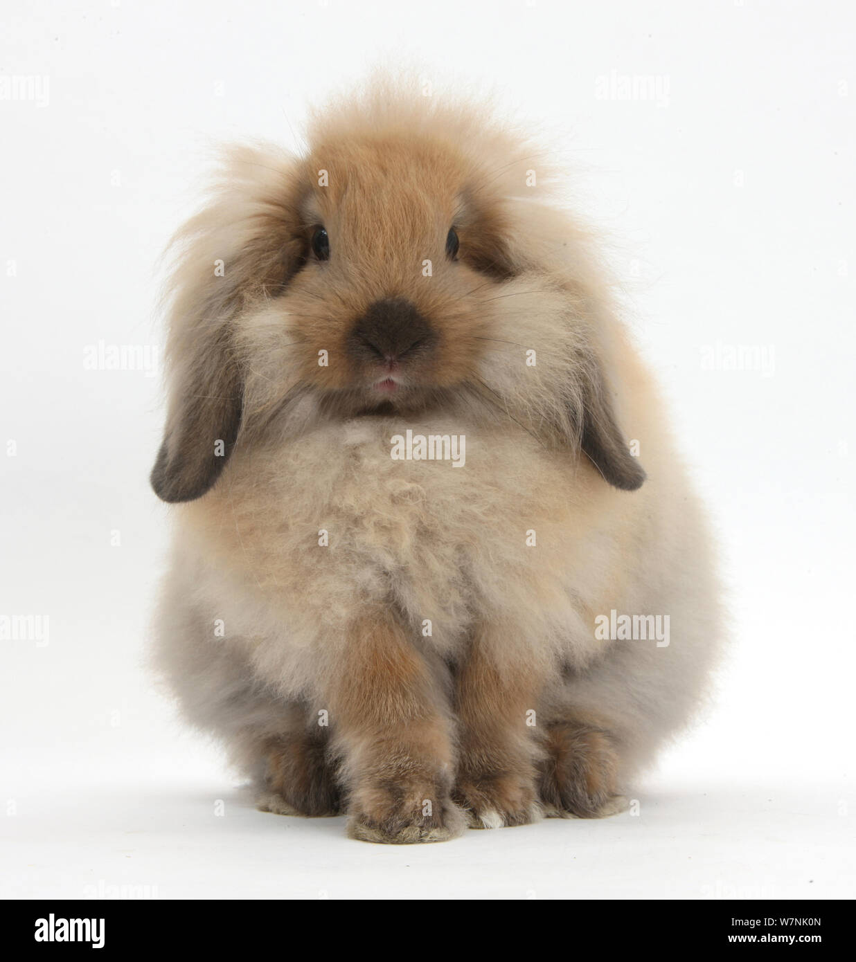 Soffice croce Lionhead rabbit Lop. Foto Stock
