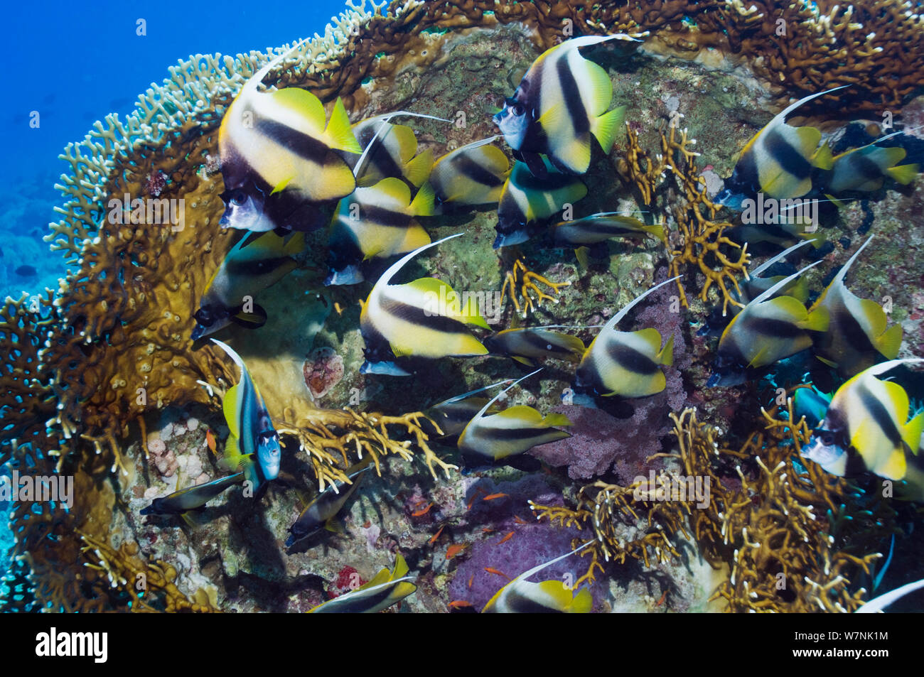 Mar Rosso (bannerfish Heniochus intermedius) rifugiandosi dietro il fuoco coral (Millepora dichotoma). Egitto, Mar Rosso. Specie endemica del Redsea. Foto Stock