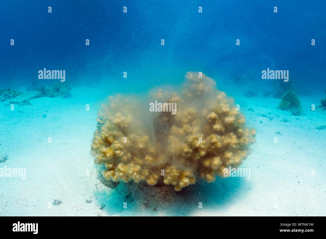 Il cavolfiore coral (Pocillopora damicornis) deposizione delle uova. Egitto, Mar Rosso. Foto Stock