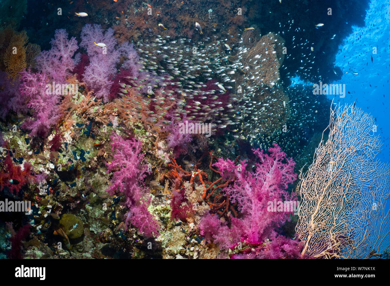 Coral reef paesaggi con coralli molli (Dendronephthya sp) e spazzatrici pigmeo (Parapriacanthus guentheri). Egitto, Mar Rosso. Foto Stock