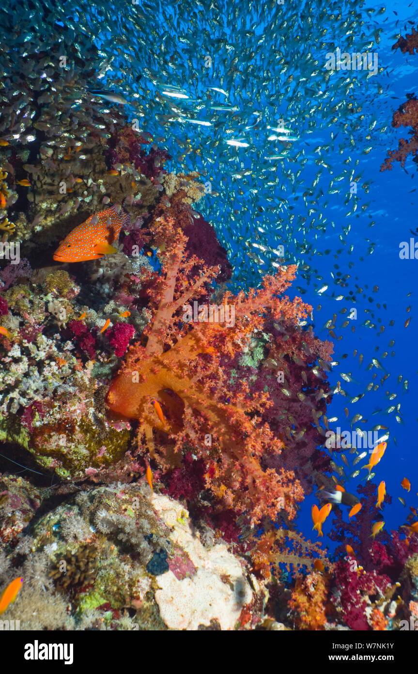 Coral reef paesaggi con coralli molli (Dendronephthya sp), un corallo hind (Cephalopholus miniata) e spazzatrici pigmeo (Parapriacanthus guentheri). Egitto, Mar Rosso. Foto Stock