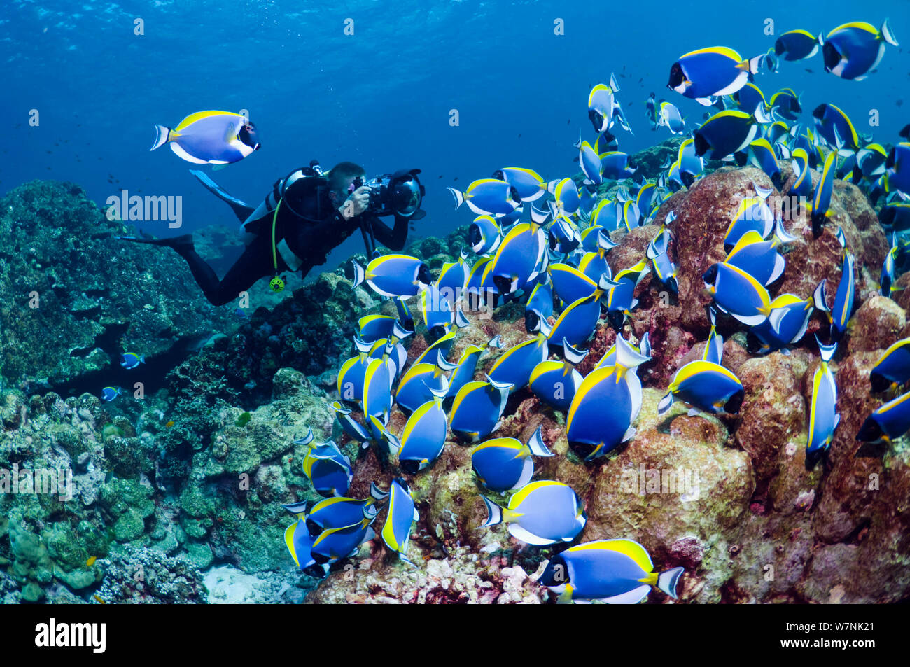 Grande scuola di Powderblue surgeonfish (Acanthurus leucosternon) pascolare sulle alghe coperto di roccia corallina con un subacqueo con una telecamera. Mare delle Andamane, Thailandia. Foto Stock