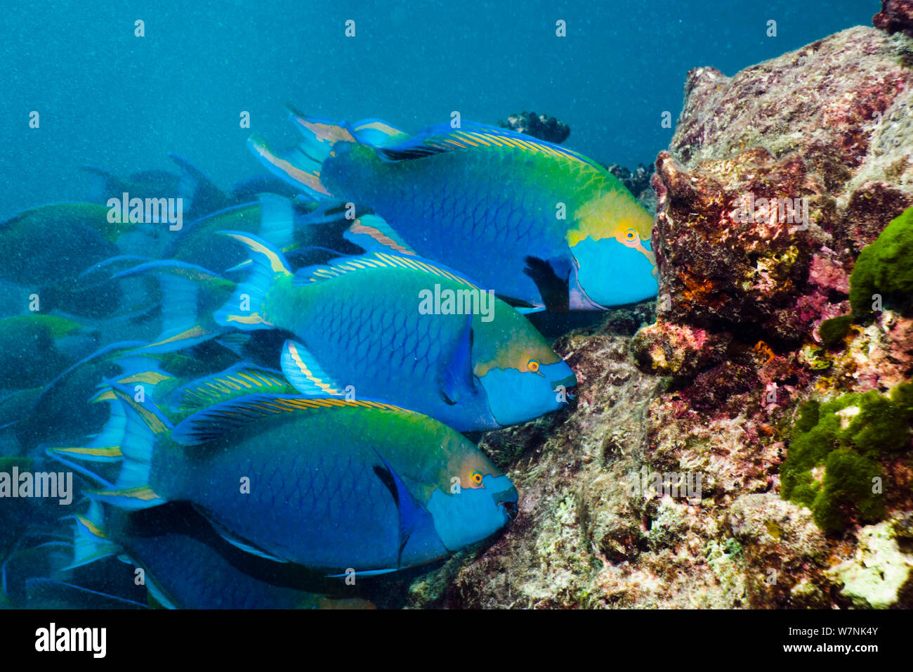 Greenthroat o pesci pappagallo di Singapore (Scarus prasiognathus), terminale maschi di pascolare su alghe coralline coperte di massi. Mare delle Andamane, Thailandia. Foto Stock