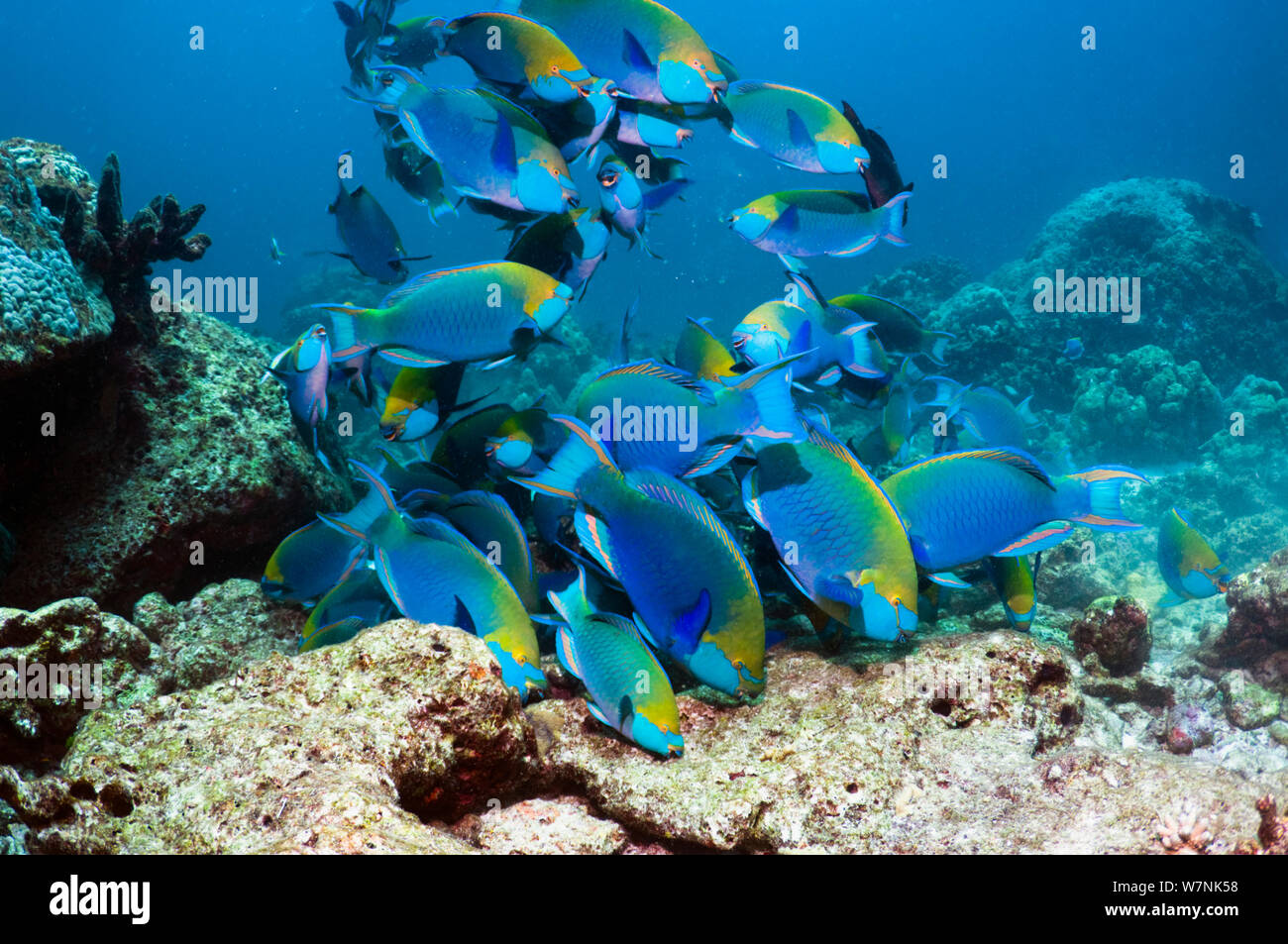 Greenthroat o pesci pappagallo di Singapore (Scarus prasiognathus), grande scuola del terminale maschi pascolare sulle alghe coperto di roccia corallina. Mare delle Andamane, Thailandia. Foto Stock