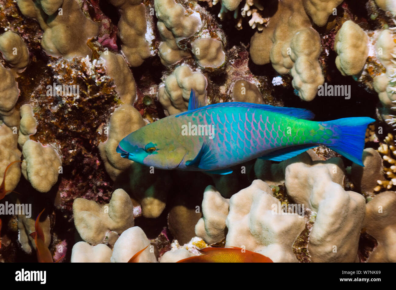 pesce-pappagallo-rosso-immagini-e-fotografie-stock-ad-alta-risoluzione