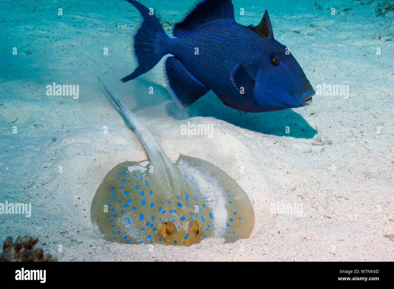 Pesci balestra blu (Pseudobalistes fuscus) guardando un Bluespotted ribbontail ray (Taeniura lymna) scavando nel fondo sabbioso per cibo. Egitto, Mar Rosso. Foto Stock