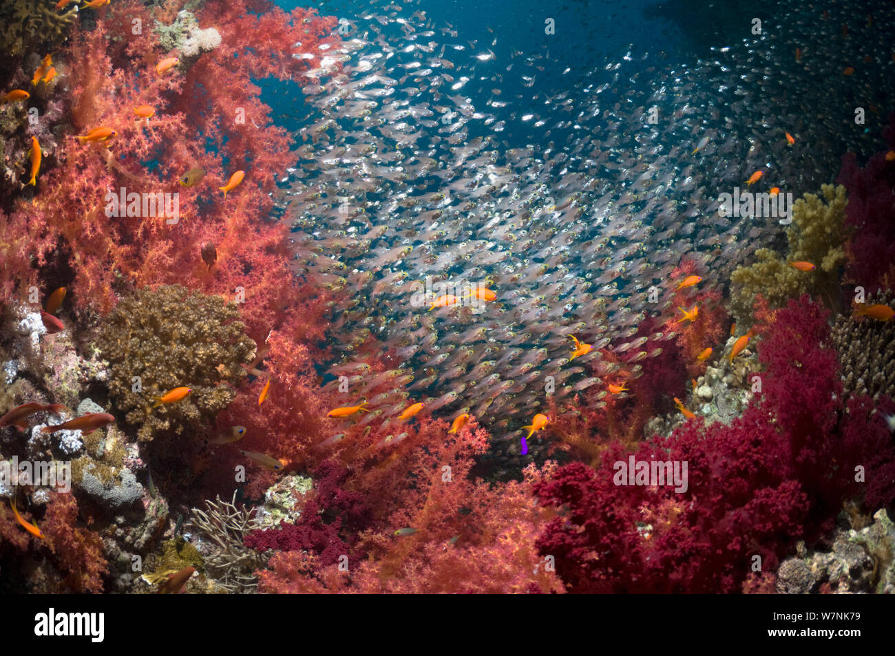 Coral reef paesaggi con coralli molli (Dendronephthya sp) e fitta secca delle spazzatrici pigmeo (Parapriacanthus guentheri). Egitto, Mar Rosso. Foto Stock