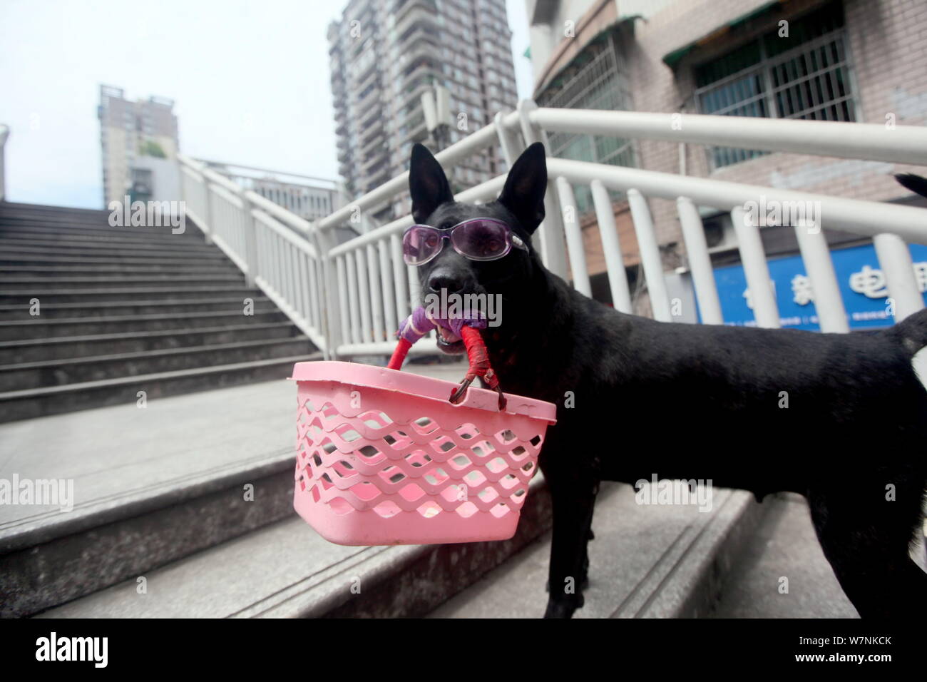 Un cane che indossa un paio di occhiali può contenere un cestello in bocca per attirare i clienti per i suoi proprietari a Chongqing Cina, 17 luglio 2017. Cani indossando coppia Foto Stock