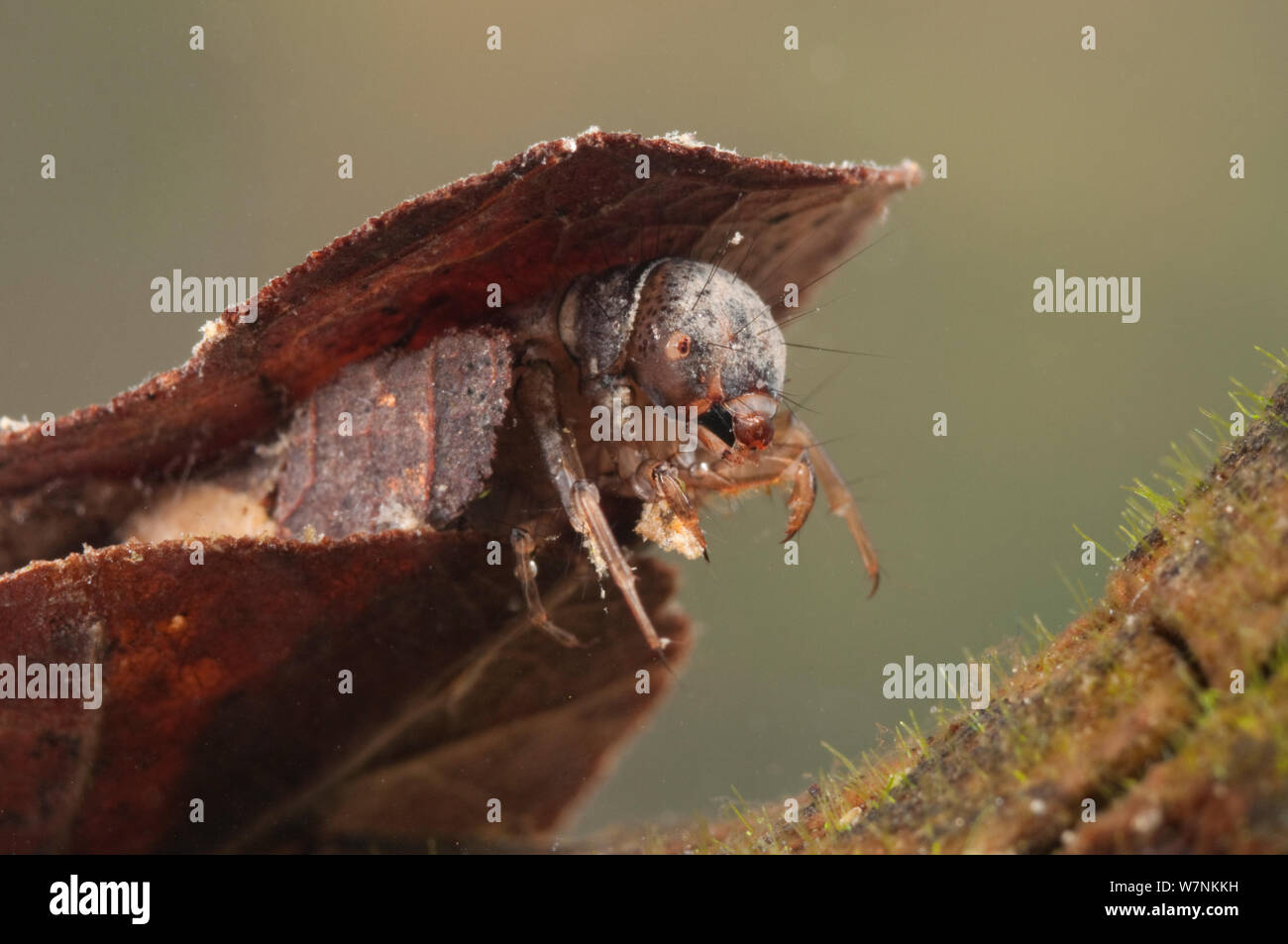 Caso-building caddisfly (tricotteri) larva nella custodia protettiva realizzata in pezzi di foglie di pianta, Europa, aprile, condizioni controllate Foto Stock