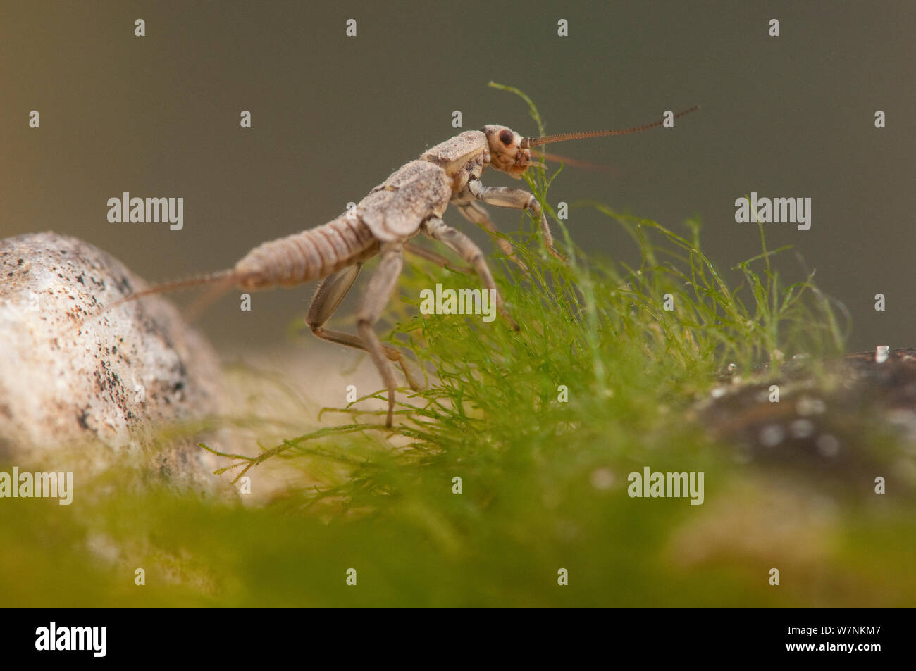 Stonefly nymph (Plecotteri) pascolo di alghe, Europa, aprile, condizioni controllate Foto Stock