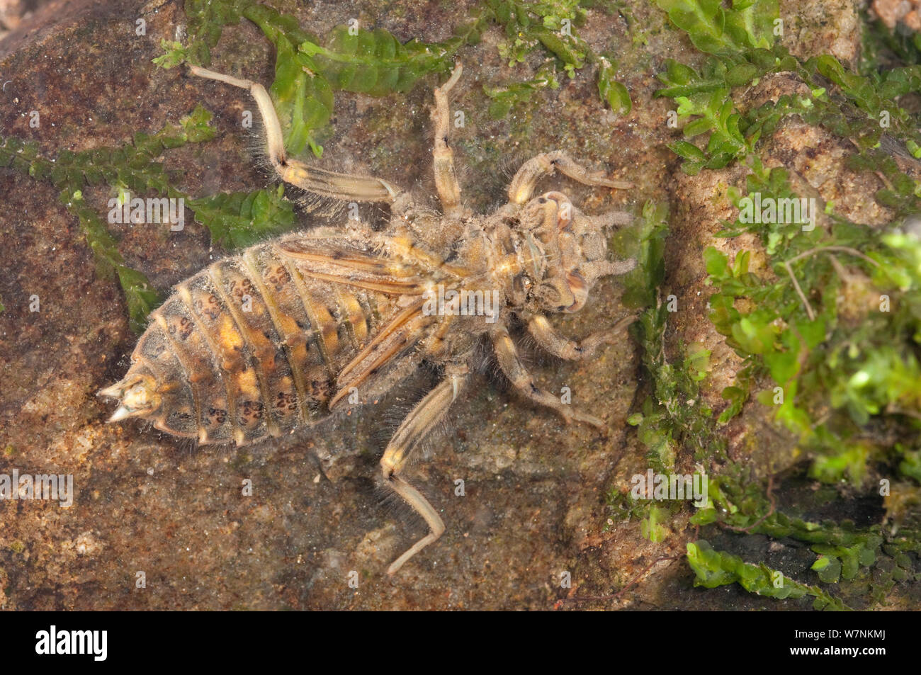 Clubtail Ninfa di libellula (Gomphidae), camminando sulle pietre nella parte inferiore, l'Europa può, condizioni controllate Foto Stock