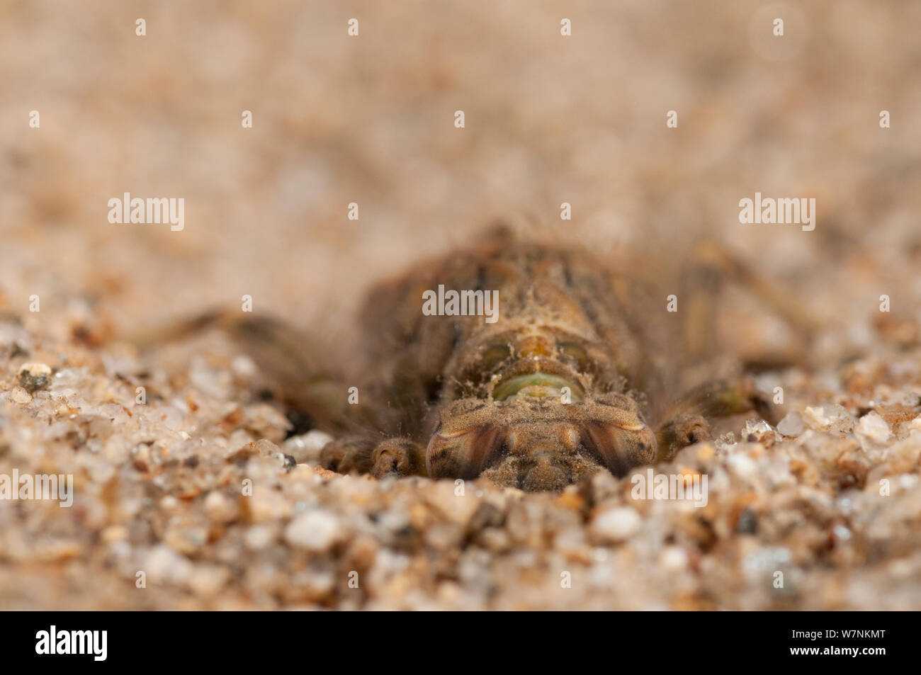 Clubtail Ninfa di libellula (Gomphidae) scavando stesso nella sabbia, l'Europa può, condizioni controllate Foto Stock