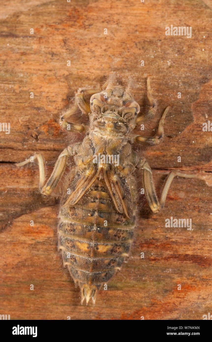 Clubtail Ninfa di libellula (Gomphidae), strisciando sul legno affondata, Europa può, condizioni controllate Foto Stock